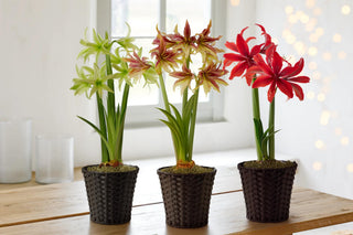 Amazon Amaryllis Collection