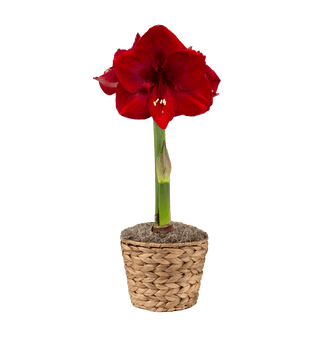 Calypso Potted Amaryllis