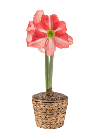 Dolce Vita Potted Amaryllis