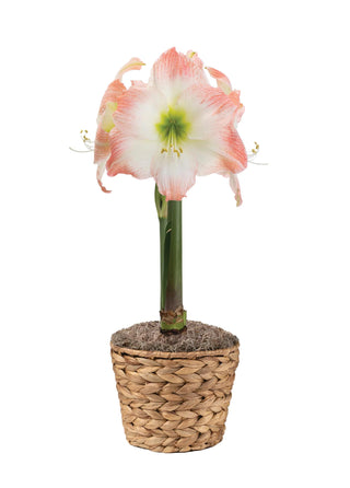 Sweet Escape Potted Amaryllis