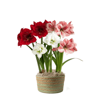 Provence Potted Amaryllis Trio