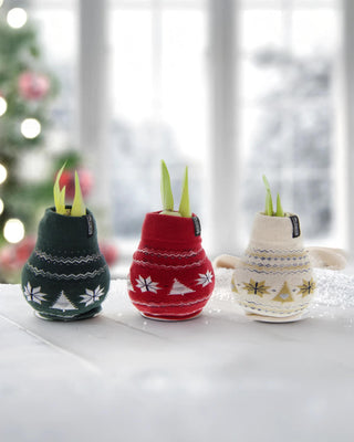 Nordic Sweater Waxed Amaryllis (Set of 3)