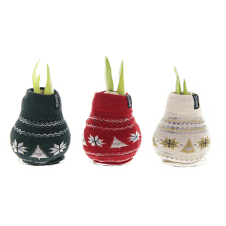 Nordic Sweater Waxed Amaryllis (Set of 3)