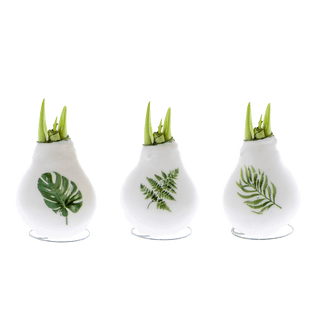 Printed Leaf Waxed Amaryllis (Set of 3)
