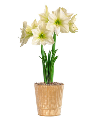 Amaryllis Potted Collection