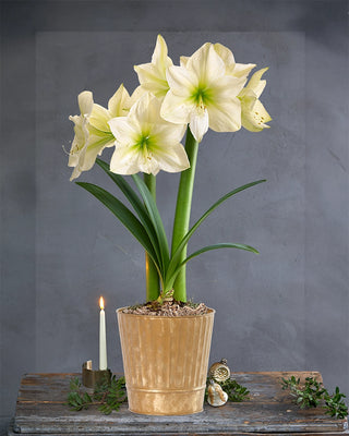 Amaryllis Potted Collection