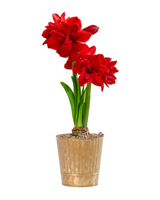 Amaryllis Potted Collection