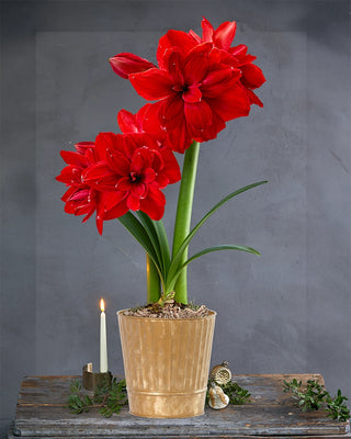 Amaryllis Potted Collection