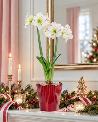 Under the Mistletoe Amaryllis