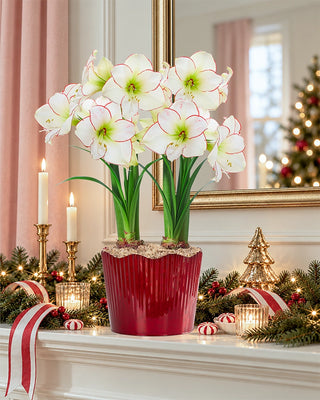 Under the Mistletoe Amaryllis