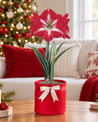 Heartfelt Holidays Amaryllis