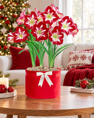 Heartfelt Holidays Amaryllis