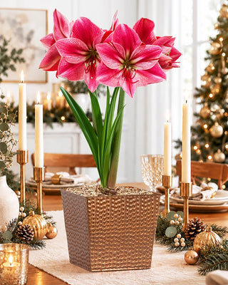 Warmest Wishes Amaryllis