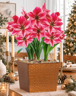 Warmest Wishes Amaryllis
