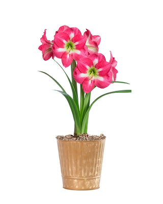Amaryllis Potted Collection