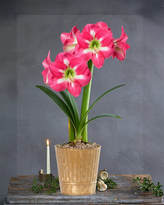 Amaryllis Potted Collection