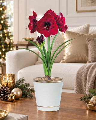 Deck the Halls Amaryllis