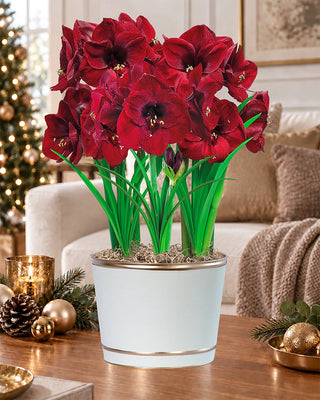 Deck the Halls Amaryllis