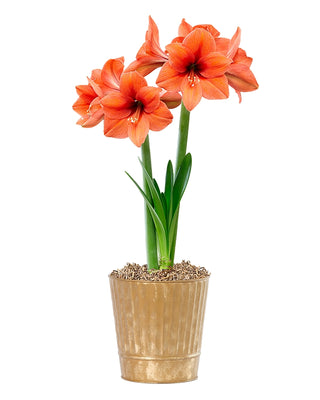 Amaryllis Potted Collection