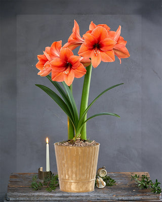 Amaryllis Potted Collection