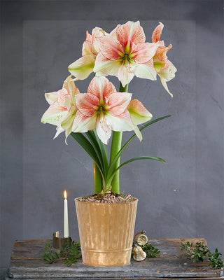 Amaryllis Potted Collection