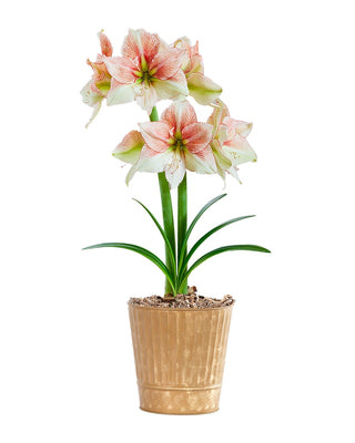 Amaryllis Potted Collection