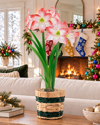 Natural Charm Amaryllis