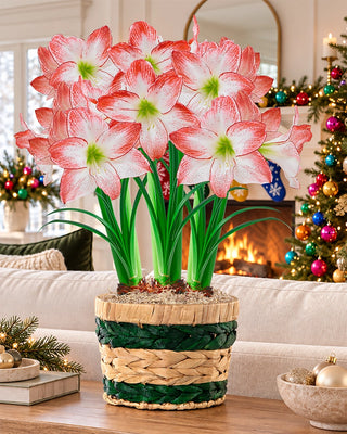 Natural Charm Amaryllis