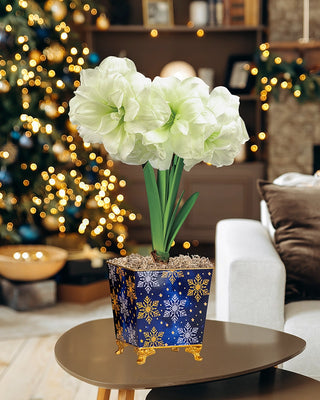 Moonlight Merriment Amaryllis