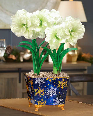 Moonlight Merriment Amaryllis