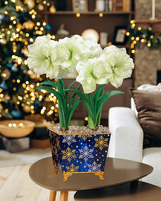 Moonlight Merriment Amaryllis