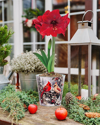 Christmas Cardinals Amaryllis