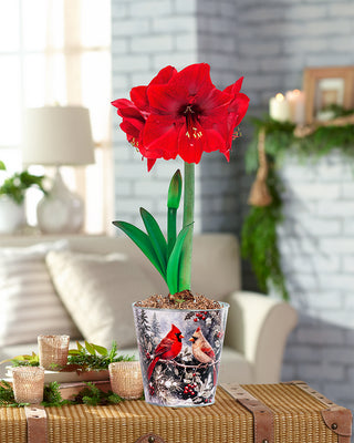 Christmas Cardinals Amaryllis