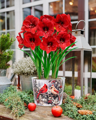 Christmas Cardinals Amaryllis