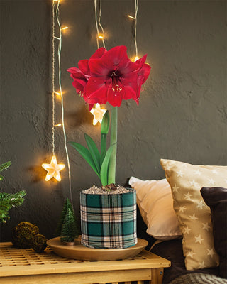 Warm & Cozy Amaryllis