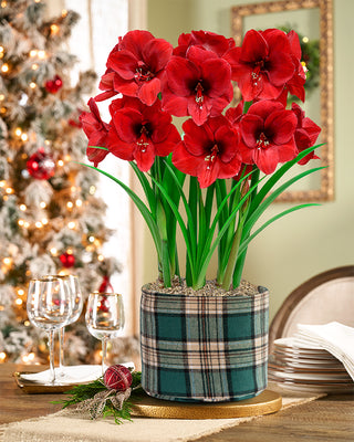 Warm & Cozy Amaryllis