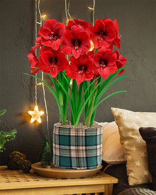 Warm & Cozy Amaryllis