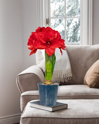 Home for Christmas Amaryllis