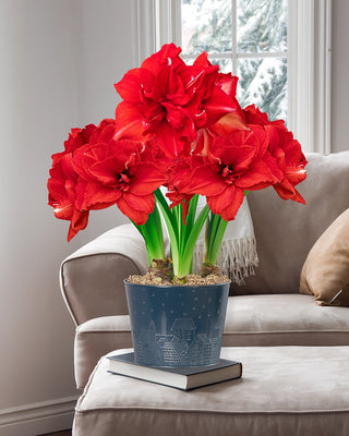 Home for Christmas Amaryllis