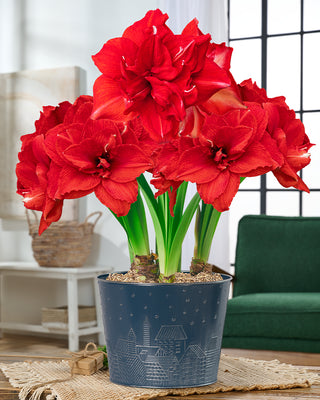 Home for Christmas Amaryllis