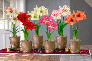 Amaryllis Potted Collection