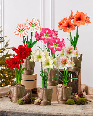 Amaryllis Potted Collection