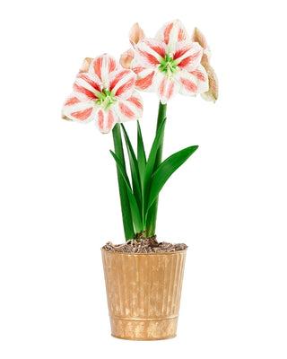 Amaryllis Potted Collection