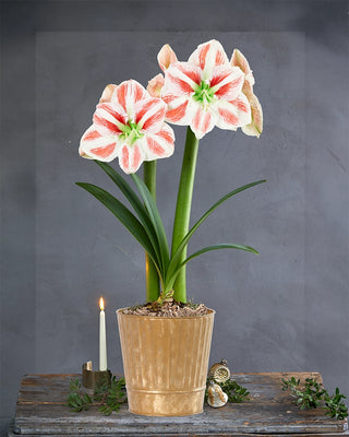 Amaryllis Potted Collection