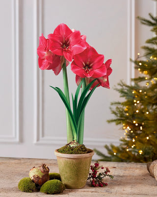 Premium Amaryllis Bulbs