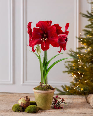 Blooming Gifts