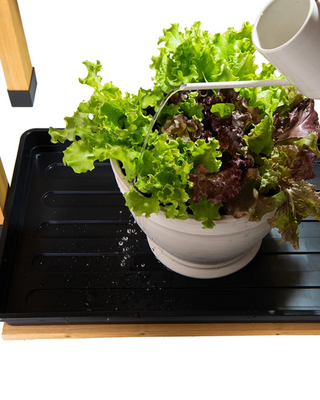 VegTrug Chef's Garden