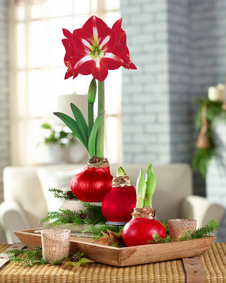 Premium Waxed Amaryllis