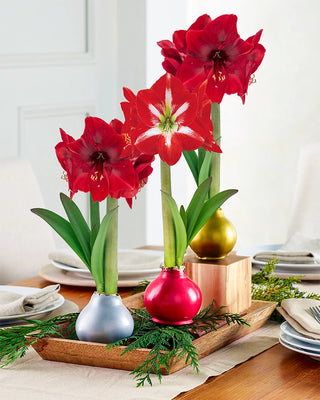 Premium Waxed Amaryllis