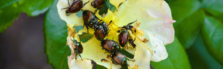 Control Summer Pests - Williston, VT